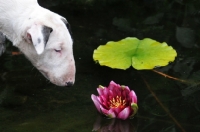 Picture of young Bull Terrier puppy looking at pond