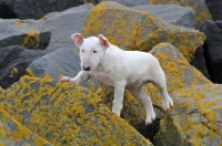 Picture of young Bull Terrier puppy walking on rocks