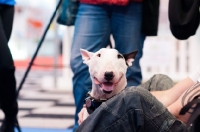 Picture of Young Bull Terrier relaxing with owner