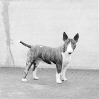 Picture of young bull terrier