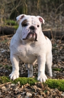 Picture of young Bulldog in autumn