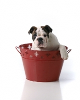 Picture of young Bulldog in bucket