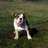 Picture of young bulldog looking not too sure about something