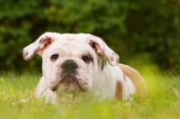 Picture of young Bulldog lying on grass