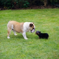 Picture of young bulldog meeting yorkie pup