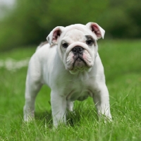 Picture of young Bulldog puppy