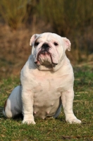 Picture of young Bulldog sitting down
