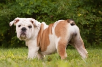 Picture of young Bulldog standing on grass