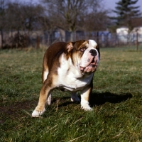 Picture of young bulldog standing on grass