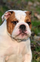 Picture of young Bulldog