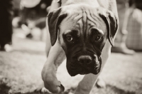 Picture of young Bullmastiff in black and white