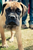 Picture of young Bullmastiff