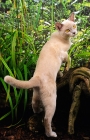 Picture of young Burmese cat