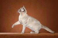 Picture of young Burmese, side view, one leg up