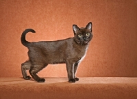 Picture of young Burmese, side view