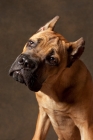 Picture of young Cane Corso on brown background