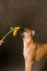Picture of young Cane Corso smelling sunflower