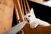 Picture of young cat playing with rope