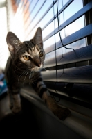 Picture of Young cat walking across window ledge with blinds