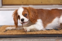 Picture of young Cavalier King Charles Spaniel chewing mat