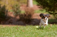 Picture of young Cavalier King Charles spaniel running in grass