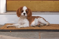 Picture of young Cavalier King Charles Spaniel in front of porch