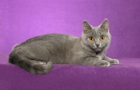 Picture of young Chartreux Cat on purple background