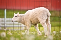 Picture of young Cheviot sheep