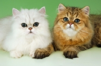 Picture of young chinchilla and golden persian cat