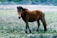 Picture of young chincoteague pony on assateague island