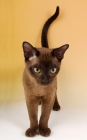 Picture of young chocolate burmese cat looking down