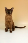 Picture of young chocolate burmese cat sitting down