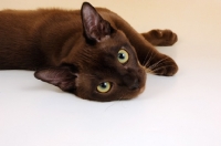 Picture of young chocolate burmese
