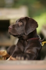 Picture of young chocolate labrador lying down