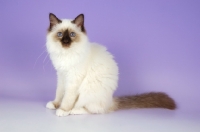 Picture of young Chocolate point Birman kitten