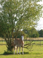 Picture of Young Cob in field