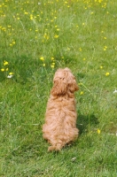 Picture of young Cockapoo back view