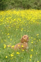Picture of young Cockapoo in grass