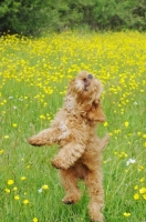 Picture of young Cockapoo jumping up