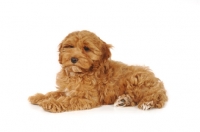 Picture of young Cockapoo laying down on white background