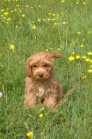 Picture of young Cockapoo on grass