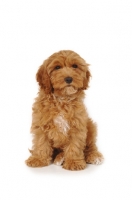 Picture of young Cockapoo on white background