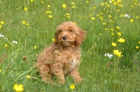 Picture of young Cockapoo sitting in field