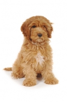 Picture of young Cockapoo sitting on white background