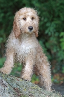 Picture of young Cockapoo