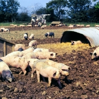 Picture of young commercial pigs free range in ploughed field with ark