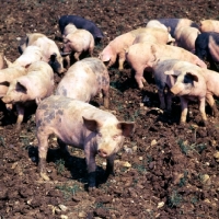 Picture of young commercial pigs free range in ploughed field