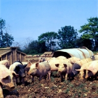Picture of young commercial pigs, free range in ploughed field with arks