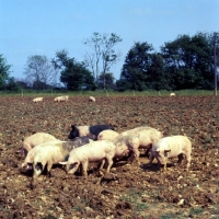 Picture of young commercial pigs free range in ploughed field