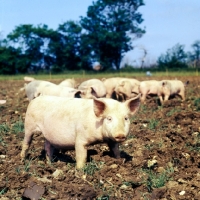 Picture of young commercial pigs free range in ploughed field